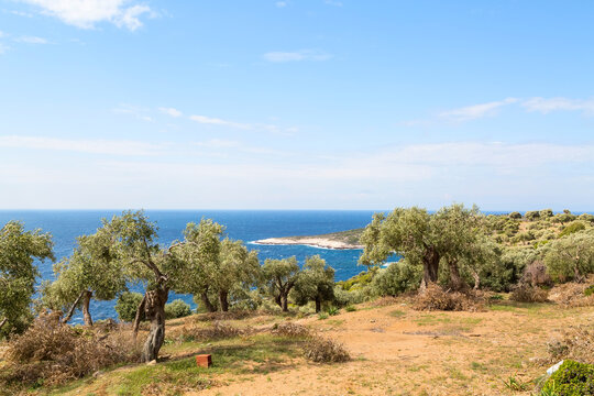 Summer vacation background with greek island Thasos, olive trees and sea, Greece
