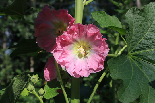 Close-up of Blooming Pink Hollyhock in Sunlight