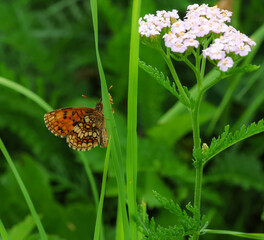 macro of a melitaea celadusssa the southern heath fritillary butterfly on a blade of grass © lotusblüte17