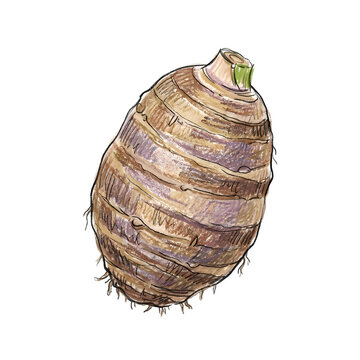 Whole taro root tuber vegetable isolated on white background with vegetable culinary ingredient textured isolated background nutrition exterior