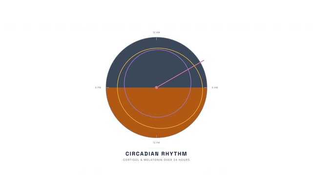 Circadian Rhythm Clock Animation &mdash; Cortisol Melatonin 24-Hour Cycle Biology Loop