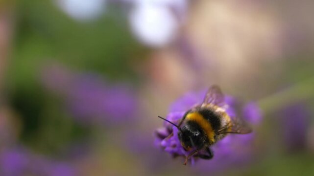 Bumble bee flapping wings climbing on lavender flower