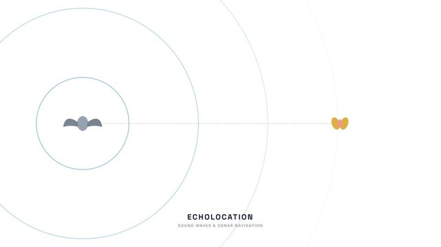 Echolocation Sound Wave Animation &mdash; Bat Sonar Navigation Bioacoustics Education Loop