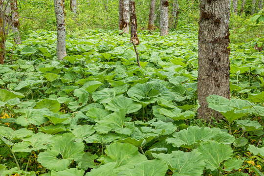 Large green butterbur leaves covering the forest floor, creating a dense natural carpet in a wild environment