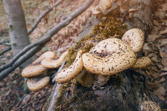 Dryad's saddle mushrooms growing on a decaying tree log in a forest, showing natural ecosystem and forest floor