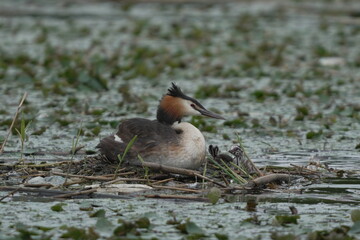 Great Crested Grebe with Chicks on Floating Nest © まー