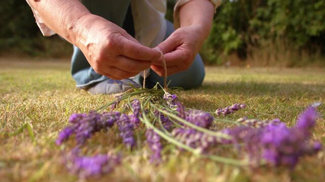 Hand tying bunch of lavender flowers with string for drying