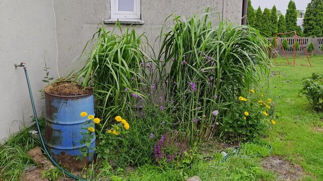 Garden corner by a house wall with tall ornamental grasses, blooming purple verbena, yellow flowers, and a weathered blue metal barrel used as a planter, view of a green lawn, daylight.