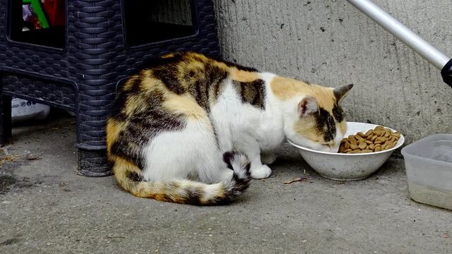 Tricolor calico cat with black, white, and ginger patches, eating dry food from a white bowl on concrete ground next to a black plastic stool, side view, natural daylight.