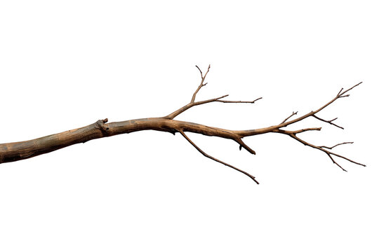 Dry bare branch with small twigs, indicating dormancy or winter, cut out on transparent background