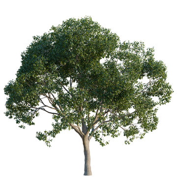 Cinnamomum camphora tree, elevation, front view, cutout, transparent background, isolate, Detailed Rendered Tree with Lush Green Foliage on a Transparent Background - Perfect for Design