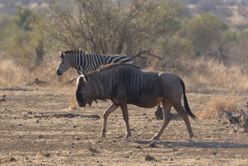 Obraz premium Blue Wildebeest (Connochaetes taurinus) and Plains (Burchell's) Zebra (Equus quagga burchellii). Taken in Kruger National Park, South Africa.