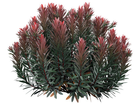 Leucadendron salignum Isolated PNG, Red Foliage Evergreen Shrub, Transparent Background