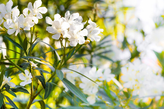 white oleander flowers, spring or summer background