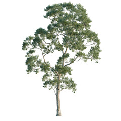 Fototapeta premium Eucalyptus saligna tree, elevation, front view, cutout, transparent background, isolate, Detailed 3D Render of a Lush Eucalyptus Tree with Realistic Foliage and Bark Texture
