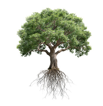 Large oak tree with roots isolated on transparent background