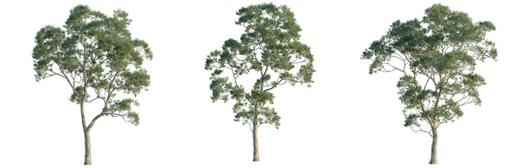 Eucalyptus saligna tree, elevation, front view, cutout, transparent background, isolate, Three Eucalyptus Trees with Isolated Background - Perfect for Landscape Design & Digital Art Projects © TriDat
