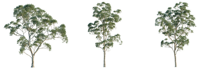 Eucalyptus saligna tree, elevation, front view, cutout, transparent background, isolate, Set of Three Eucalyptus Trees with Green Leaves - Perfect for Landscape Design Elements © TriDat