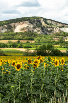 Sunflower Field in Tokaj Countryside, Hungary