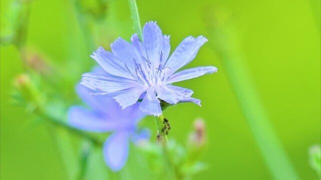 A video of a beautiful blue chicory flower in a meadow