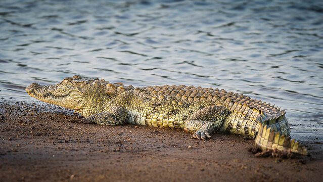 Nile Crocodile Basking on the Sandy Riverbank