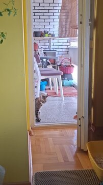 Young cat pet on the terrace door