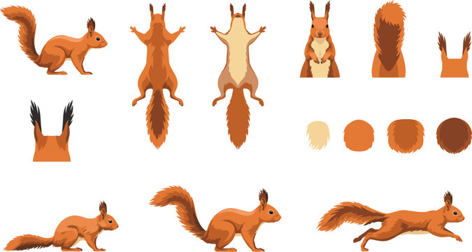Detailed flat vector illustration set of cute red squirrels in various poses and different angles for design