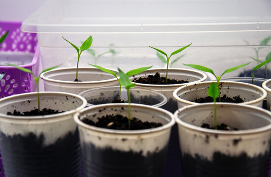 Young pepper plants growing in small plastic cups under artificial light