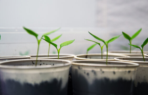 Young green pepper plants seedlings growing in small pots under artificial light