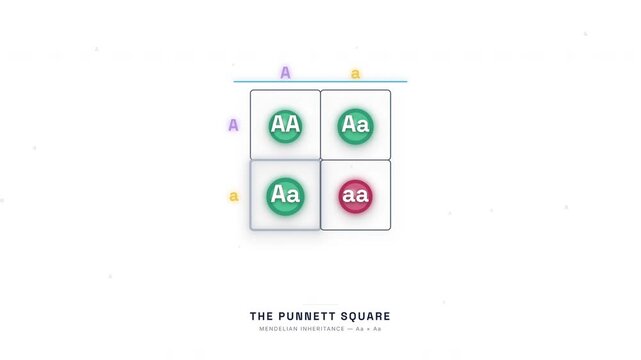 Punnett Square Genetics Animation &mdash; Mendelian Inheritance Allele Combination Education Loop