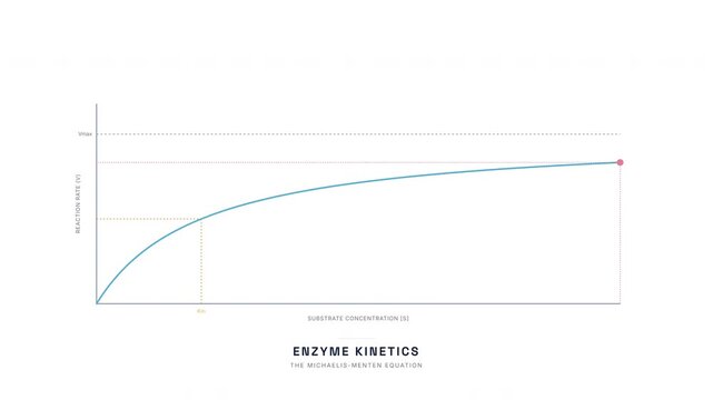 Enzyme Kinetics Michaelis-Menten Curve Animation &mdash; Reaction Rate Biochemistry Education Loop