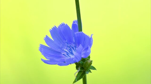 A video of a beautiful blue chicory flower in a meadow