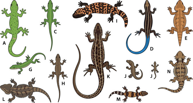 Lizard species vector set featuring different types of reptiles gecko skink iguana and chameleon isolated on white background