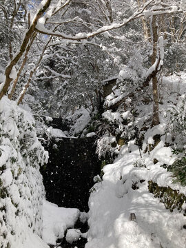 重厚な雪に覆われた木々と黒い岩肌の谷間