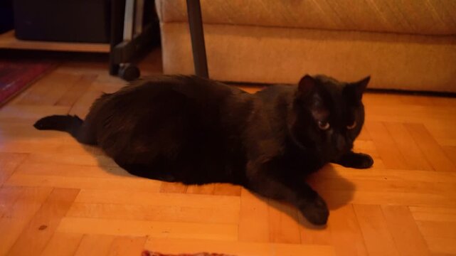 Black cat pet portrait on the floor