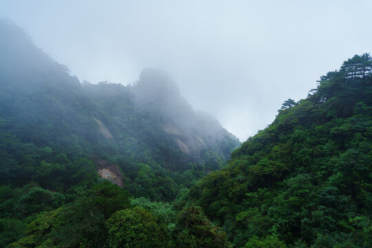 The lush green peaks of Sanqingshan Mountain in Jiangxi China are covered with thick morning mist while standing tall above the forest landscape during the summer season