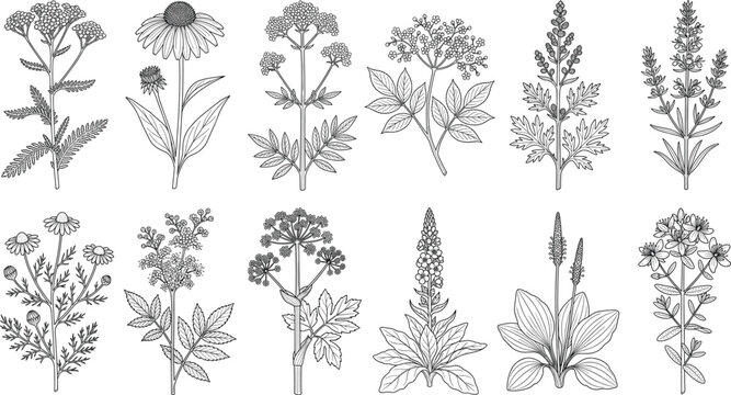 Collection of hand drawn botanical line art featuring medicinal herbs and wild flowers outline sketch