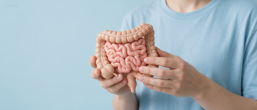 Medical professional holding an anatomical intestine model against a blue background