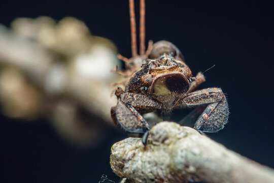 Planthopper insect clinging to a twig