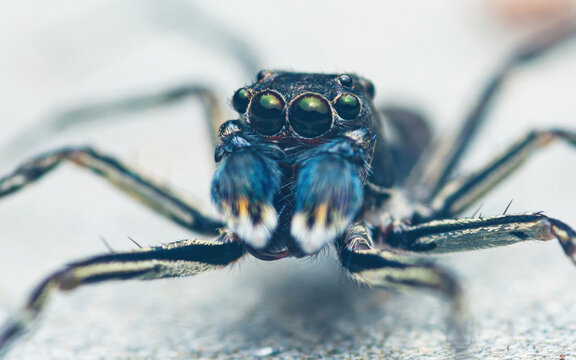 Jumping spider showing intricate eye details macro close up