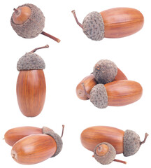 Set of acorns © valeriy555
