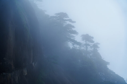 A view of pine trees growing on the steep rocky cliffs of Sanqingshan Mountain in Jiangxi China surrounded by thick morning fog and mist
