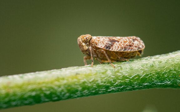 Leafhopper insect resting on green plant stem