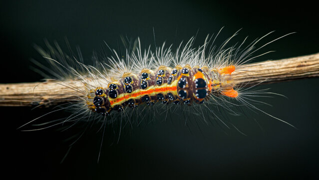 Hairy caterpillar feeding on a branch in nature