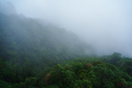 Dense green forest covers the slopes of Sanqingshan Mountain in Jiangxi China while thick mist and clouds roll over the landscape during a moody day