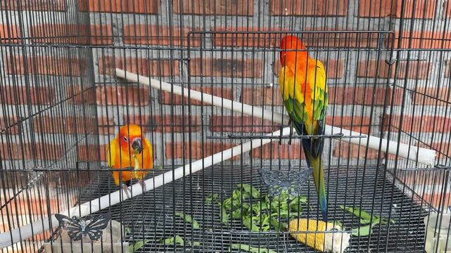 4k footage of two vibrant sun conures in a cage, with one perched on a pole eating green leaves while the other just stands and looks. Bird activities in a cage. 