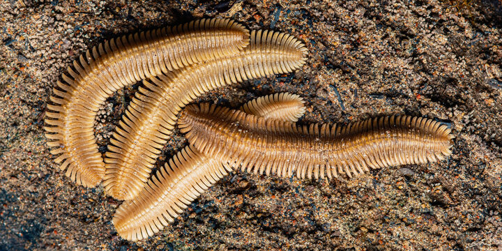 Segmented marine invertebrates crawling on sandy seabed