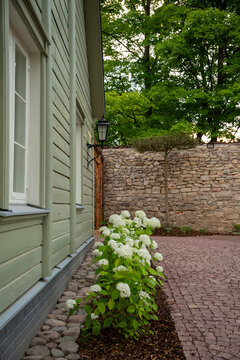 Charming wooden house courtyard with blooming white hydrangeas and historic stone wall