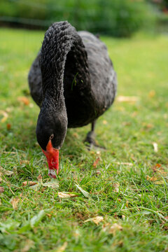 Black swan grazing on green grass in a park