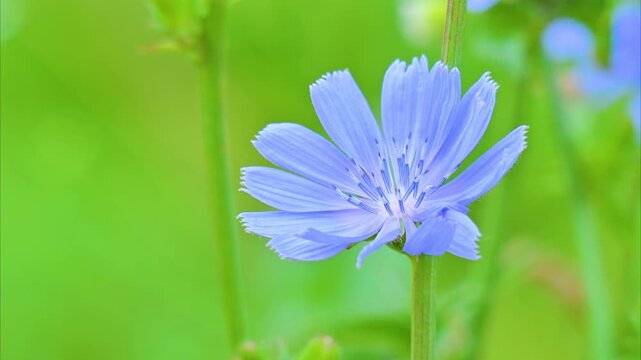 A video of a beautiful blue chicory flower in a meadow